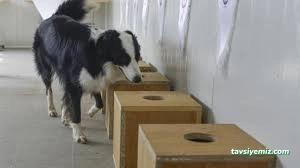 Pasteur Köpek Eğitim Merkezi & Oteli Pasteur Köpek Eğitim Merkezi & Oteli