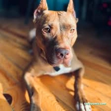 Pasteur Köpek Eğitim Merkezi & Oteli Pasteur Köpek Eğitim Merkezi & Oteli
