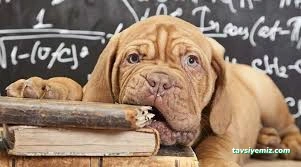 Pasteur Köpek Eğitim Merkezi & Oteli Pasteur Köpek Eğitim Merkezi & Oteli