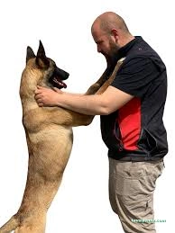 Pasteur Köpek Eğitim Merkezi & Oteli Pasteur Köpek Eğitim Merkezi & Oteli