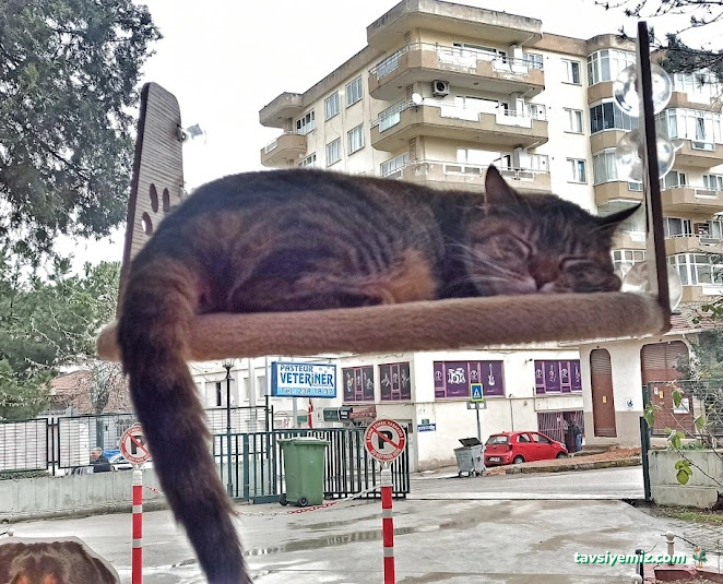 Pasteur Veteriner Muayenehanesi Pasteur Veteriner Muayenehanesi