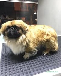 Pati Baba Pet Grooming