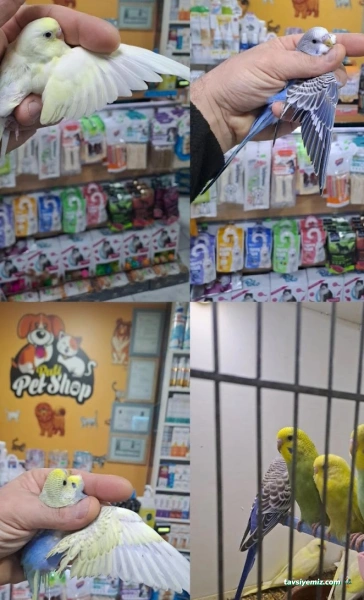 Pati Petshop Trabzon Pati Petshop Trabzon