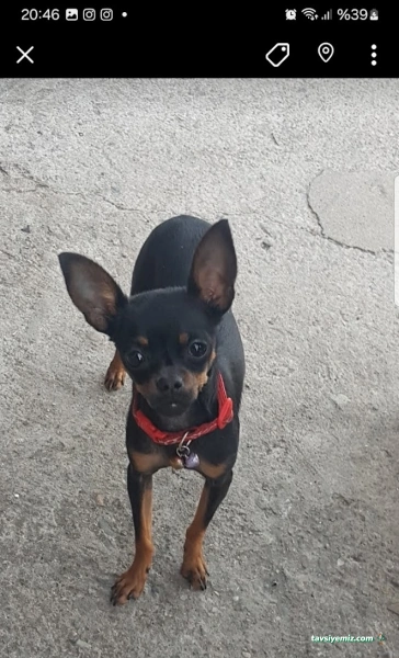 Pati Petshop Trabzon