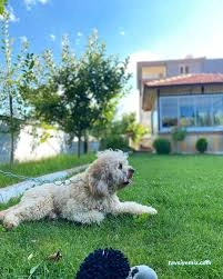 Patigross Pet Otel Patigross Pet Otel