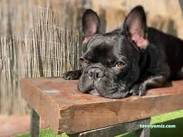 Patilance Köpek Oteli/ Kreş Patilance Köpek Oteli/ Kreş