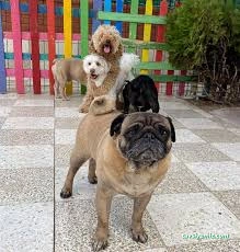 Patilance Köpek Oteli/ Kreş Patilance Köpek Oteli/ Kreş