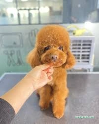 Pet Beauty Sevde Özer Pet Beauty Sevde Özer