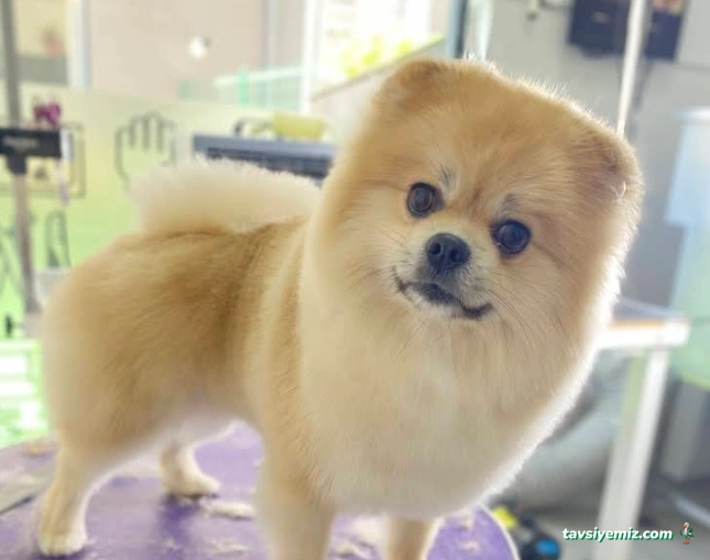 Pet Beauty Sevde Özer