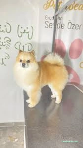 Pet Beauty Sevde Özer Pet Beauty Sevde Özer