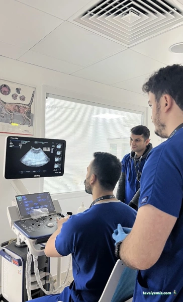Pet İv Veteriner Kliniği 7/24 Acil Veteriner Bahçeşehir-Ispartakule Pet İv Veteriner Kliniği 7/24 Acil Veteriner Bahçeşehir-Ispartakule