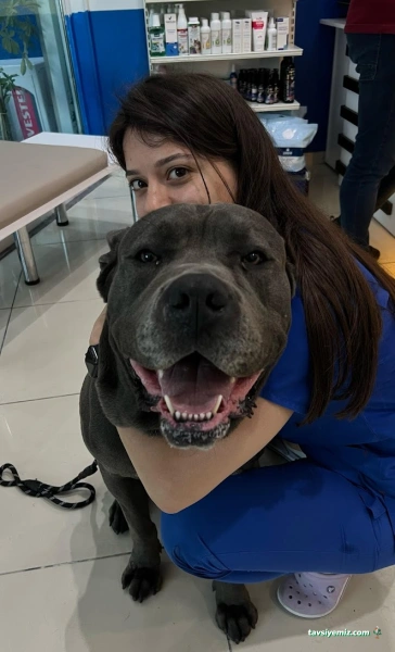Pet İv Veteriner Kliniği 7/24 Acil Veteriner Bahçeşehir-Ispartakule Pet İv Veteriner Kliniği 7/24 Acil Veteriner Bahçeşehir-Ispartakule