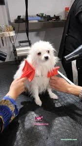Pet Kuaför Ezgi