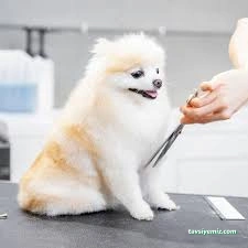 Pet Kuaför Ezgi