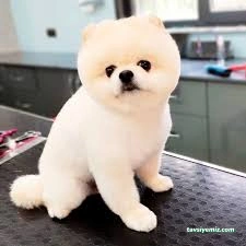 Pet Kuaför | Petzzkuaför Kedi Köpek Kuaförü Pet Kuaför | Petzzkuaför Kedi Köpek Kuaförü