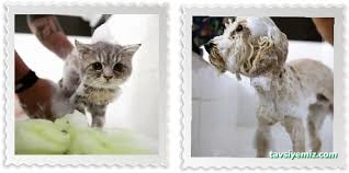 Pet Kuaför | Petzzkuaför Kedi Köpek Kuaförü Pet Kuaför | Petzzkuaför Kedi Köpek Kuaförü