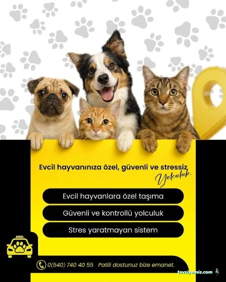 Pet Taxi Nakil