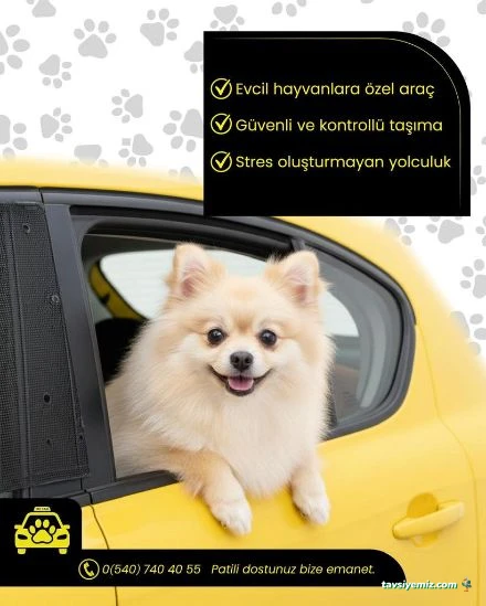 Pet Taxi Nakil