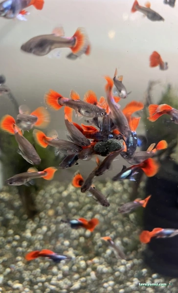 Pet48 - Petshop Marmaris Pet48 - Petshop Marmaris