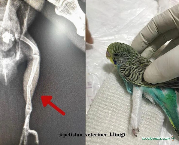 Petistan Veteriner Kliniği