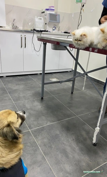 Petistan Veteriner Kliniği