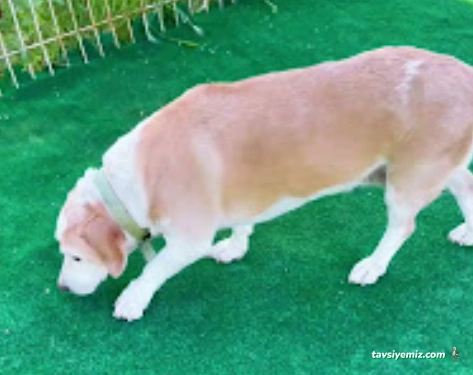 Pets Paradise Köpek Oteli Pansiyonu - Eğitim