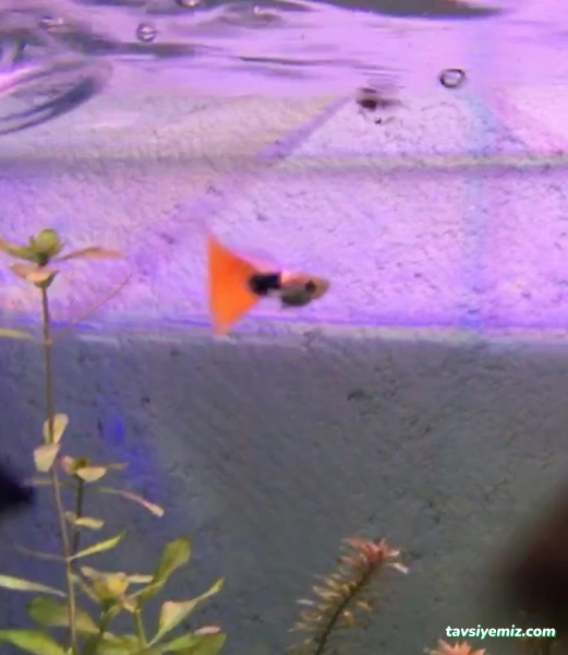 Petshop Beril Akvaryum Petshop Beril Akvaryum
