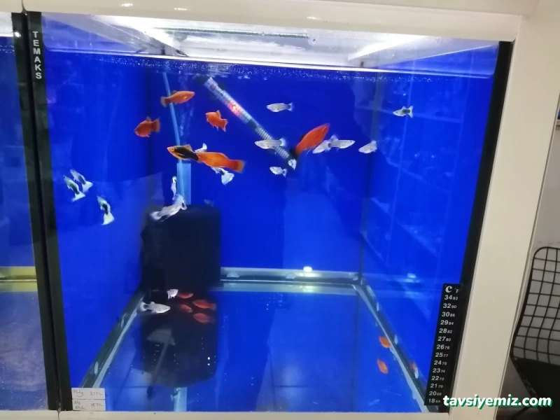 Petshop Beril Akvaryum Petshop Beril Akvaryum