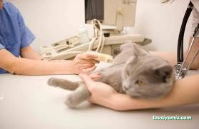 Podo Vet Veteriner Kliniği Podo Vet Veteriner Kliniği