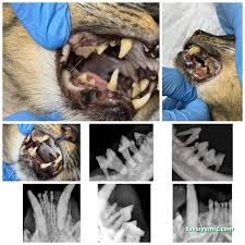 Podo Vet Veteriner Kliniği Podo Vet Veteriner Kliniği