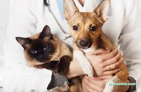 Podo Vet Veteriner Kliniği Podo Vet Veteriner Kliniği