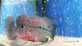 Rainbow Akvaryum Rainbow Akvaryum