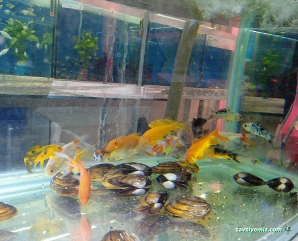 Rüyam Petshop Ve Balıkçılık Malzemeleri Rüyam Petshop Ve Balıkçılık Malzemeleri
