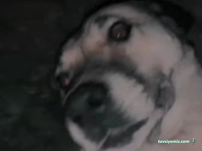 Safranbolu Belediyesi Veteriner İşleri Müdürlüğü