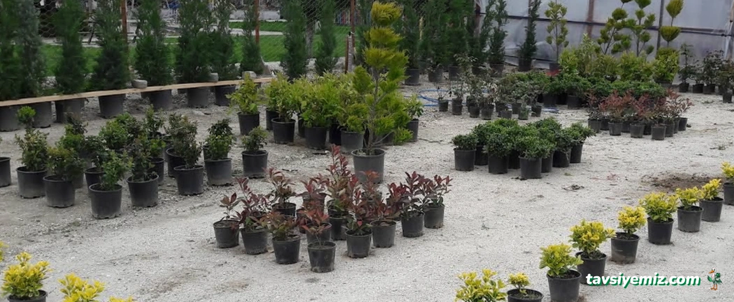 Saklı Bahçe Peyzaj