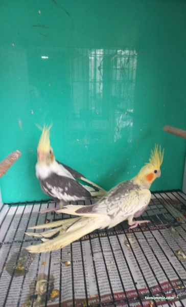 Saklı Cennet Pet Shop Saklı Cennet Pet Shop