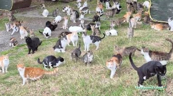 Samsun Hayvan Barınağı