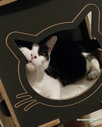 Samsun Kedi Oteli Samsun Kedi Oteli