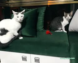 Samsun Kedi Oteli Samsun Kedi Oteli