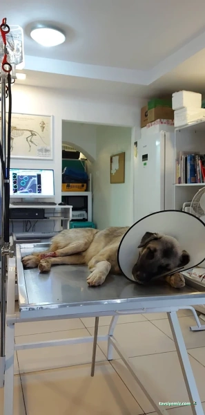 Sayın Veteriner Kliniği Sayın Veteriner Kliniği