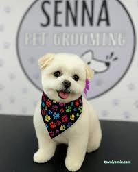 Senna Pet Kuaför&Petshop Senna Pet Kuaför&Petshop
