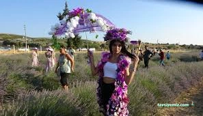 Serence Lavanta Festival Alanı Serence Lavanta Festival Alanı