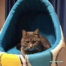 Sevimli Patiler Pet Kuaförü-Pet Hotel Sevimli Patiler Pet Kuaförü-Pet Hotel