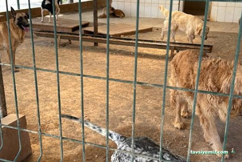 Sivas Belediyesi Hayvan Barınağı