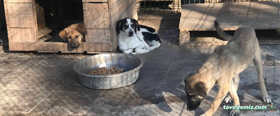 Sivas Belediyesi Hayvan Barınağı