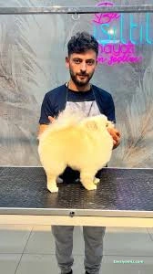 Sivas Bölge Pet Kuaför Kedi&Kopek Kuaförü Sivas Bölge Pet Kuaför Kedi&Kopek Kuaförü
