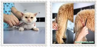Sivas Bölge Pet Kuaför Kedi&Kopek Kuaförü Sivas Bölge Pet Kuaför Kedi&Kopek Kuaförü