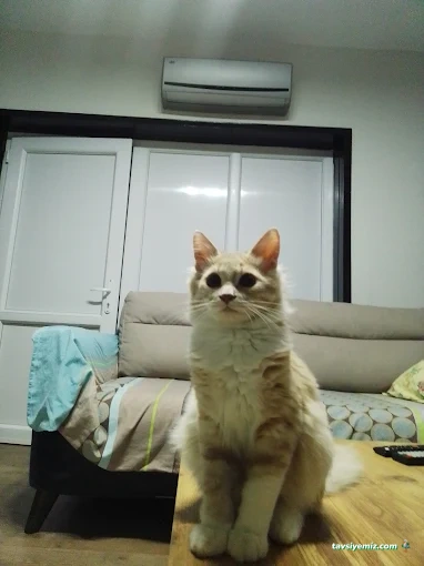 Smartvet Çiğli Veteriner Klinik Smartvet Çiğli Veteriner Klinik