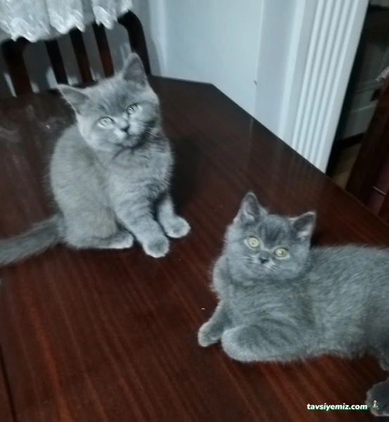 Su Dünyası Petshop Su Dünyası Petshop