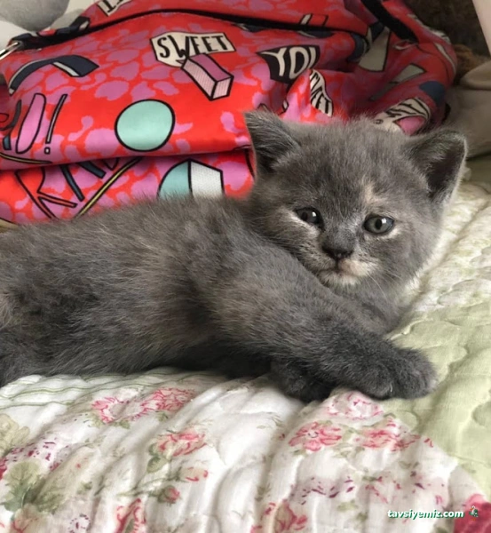 Su Dünyası Petshop Su Dünyası Petshop